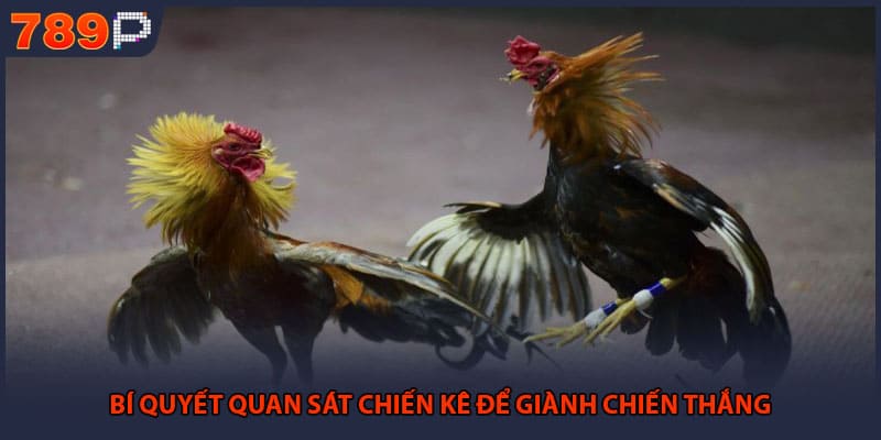Đá Gà Online Đỉnh Cao - Bí Quyết Chốt Kèo Thành Công 3 Bí quyết quan sát chiến kê để giành chiến thắng