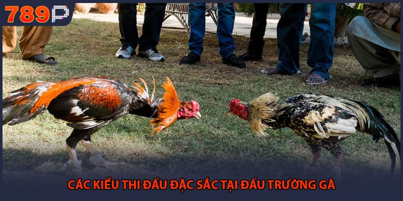 Đá Gà Online Đỉnh Cao - Bí Quyết Chốt Kèo Thành Công 2 Các kiểu thi đấu đặc sắc tại đấu trường gà